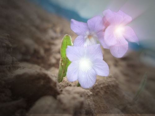 きれいな花を！？